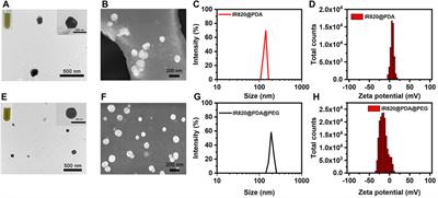 Polydopamine encapsulated new indocyanine green theranostic nanoparticles for enhanced photothermal therapy in cervical cancer HeLa cells